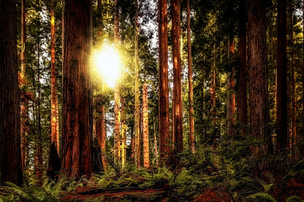 Redwood sun containing arcata, california, and humboldt, a Nature Photo by Jeff Schwartz Photography