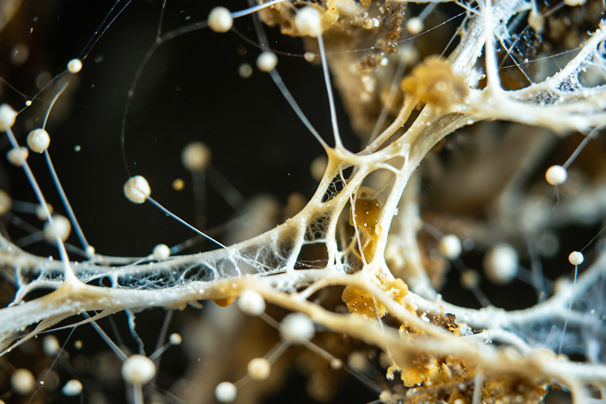 72 Microscopic Fungi Backgrounds, a Background Graphic by h.utomo (Photo 22 of 72)