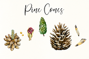 Pine Tree Life Cycle Set, an Education Illustration by Tati Bordiu (Thumbnail 5 of 5)