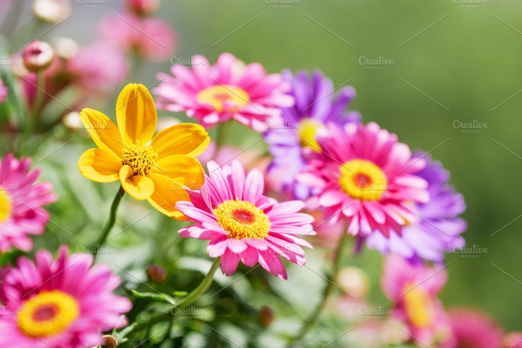 Spring flowers, a Nature Photo by MarBom