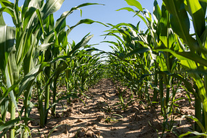 corn in the field in the summer, a large field with a good harvest of corn duri, a Photo by rsoollAI