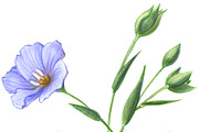 Flax Pencil Drawing Isolated, a Healthcare Illustration by Anna Repp Illustration (Thumbnail 3 of 4)