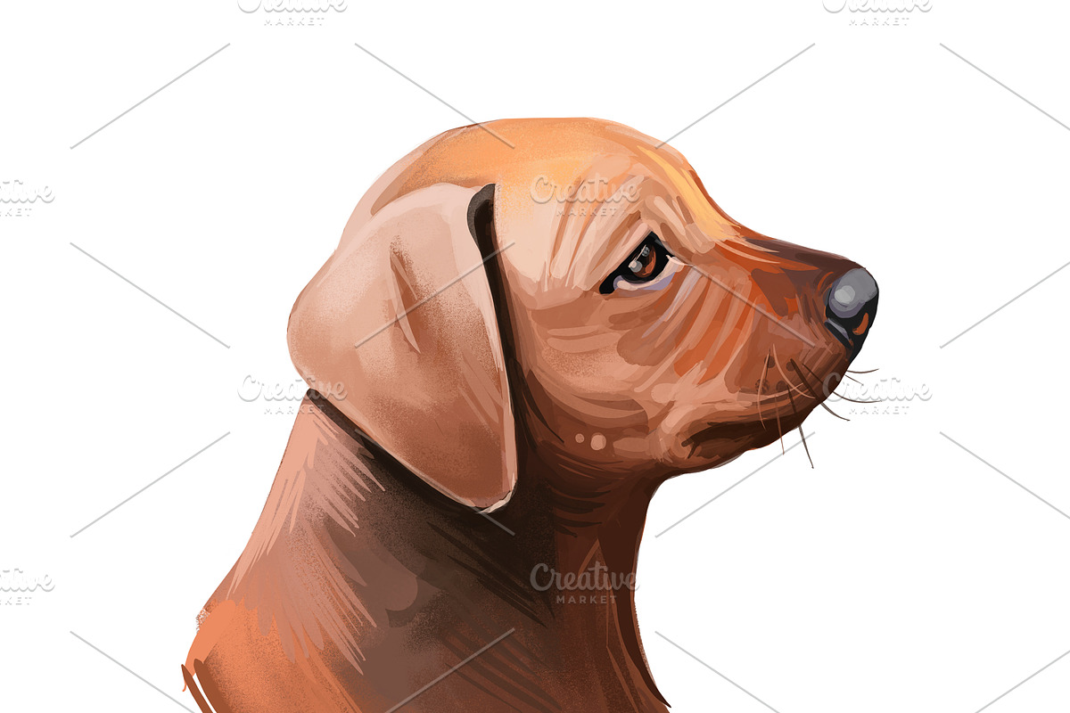 Puppies Dog Breeds Big Bundle 135Pcs, an Animal Illustration by Dneprstock (Photo 22 of 68)