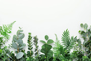 99 Frames of green leaves, a Nature Photo by Handmadefont (Thumbnail 68 of 100)