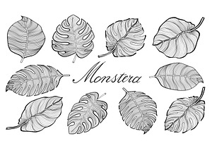 Set tropical monstera leaves Vector
