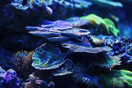 Aquarium with corals, reefs and blue water, an Animal Photo by AlyaAnd