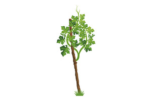 Growing Grapevine Bearing Plants and, an Object Illustration by the8monkey