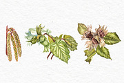 Hazelnuts in botanical style, a Food Illustration by Ann Astro (Thumbnail 2 of 8)