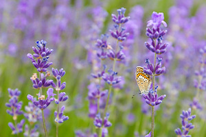 Summer Flowers. Lavender., a Nature Photo by Vector beauty