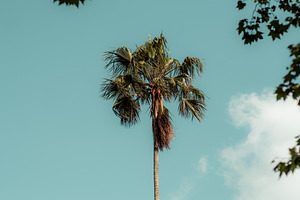 Palm tree framed by leafy branches, a Nature Photo by SkyNext