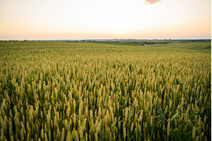 Wheat field under sunset sky, rural, an Animal Photo by volodymyrshtun13795