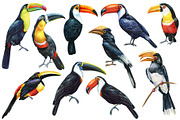 Tropical birds watercolor clipart, an Animal Illustration by Hanna Hryharenka (Thumbnail 11 of 12)