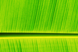 Fresh banana leaf, a Photo by saiko3p