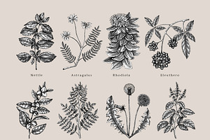 Adaptogenic Plants Collection