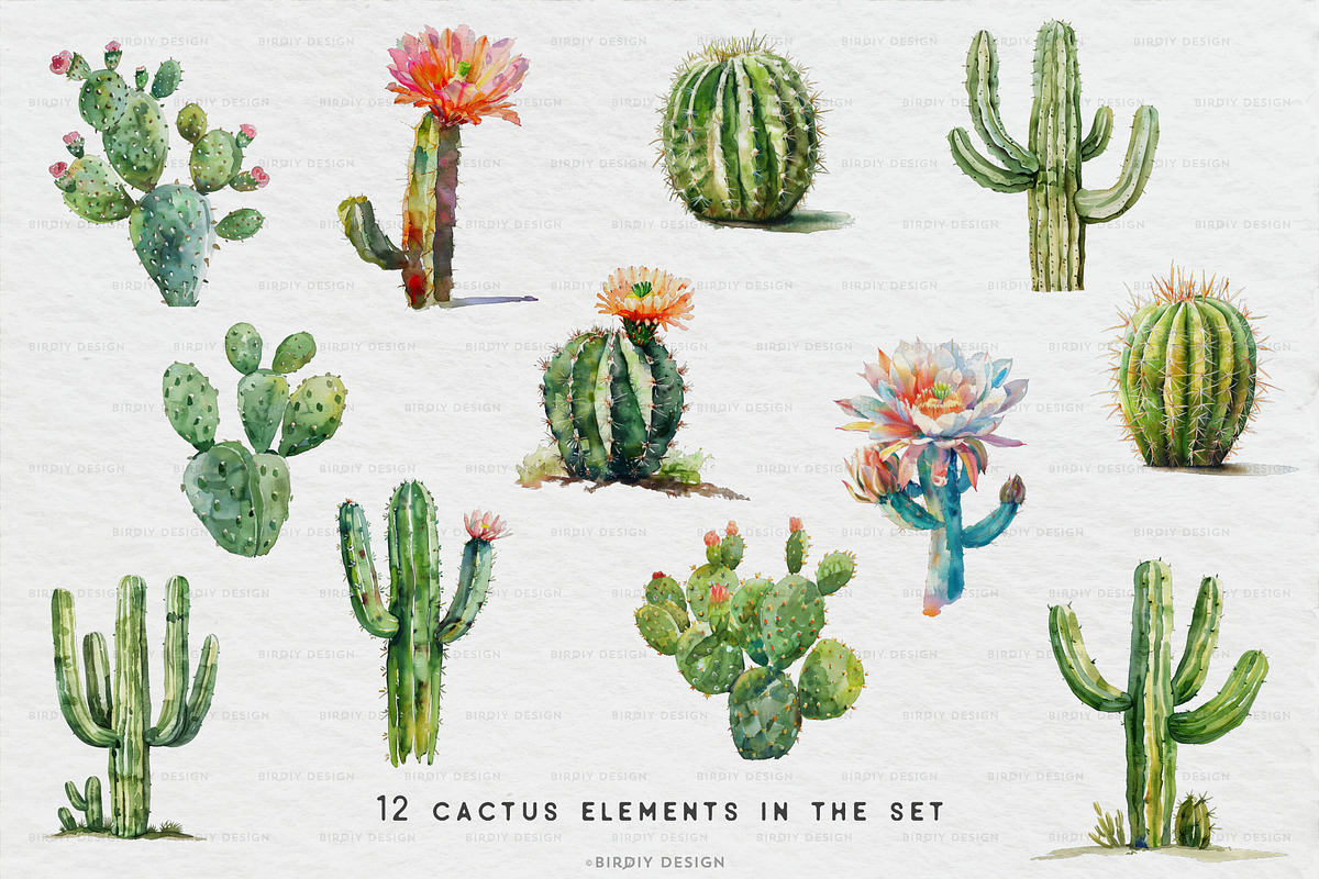Watercolor Cactus Set, an Object Illustration by BirDIY Design (Photo 3 of 6)
