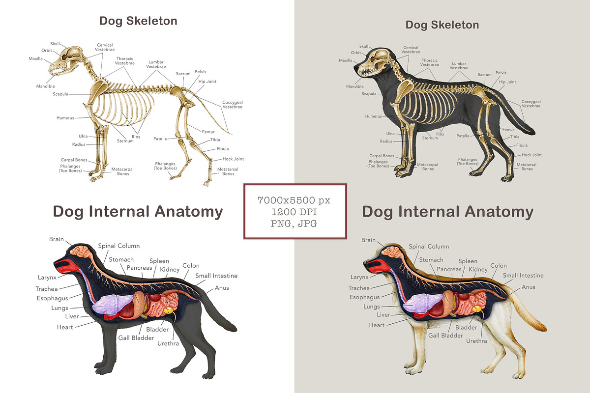 Animal Anatomy Study Pack, an Education Illustration by AnitaPol (Photo 13 of 20)