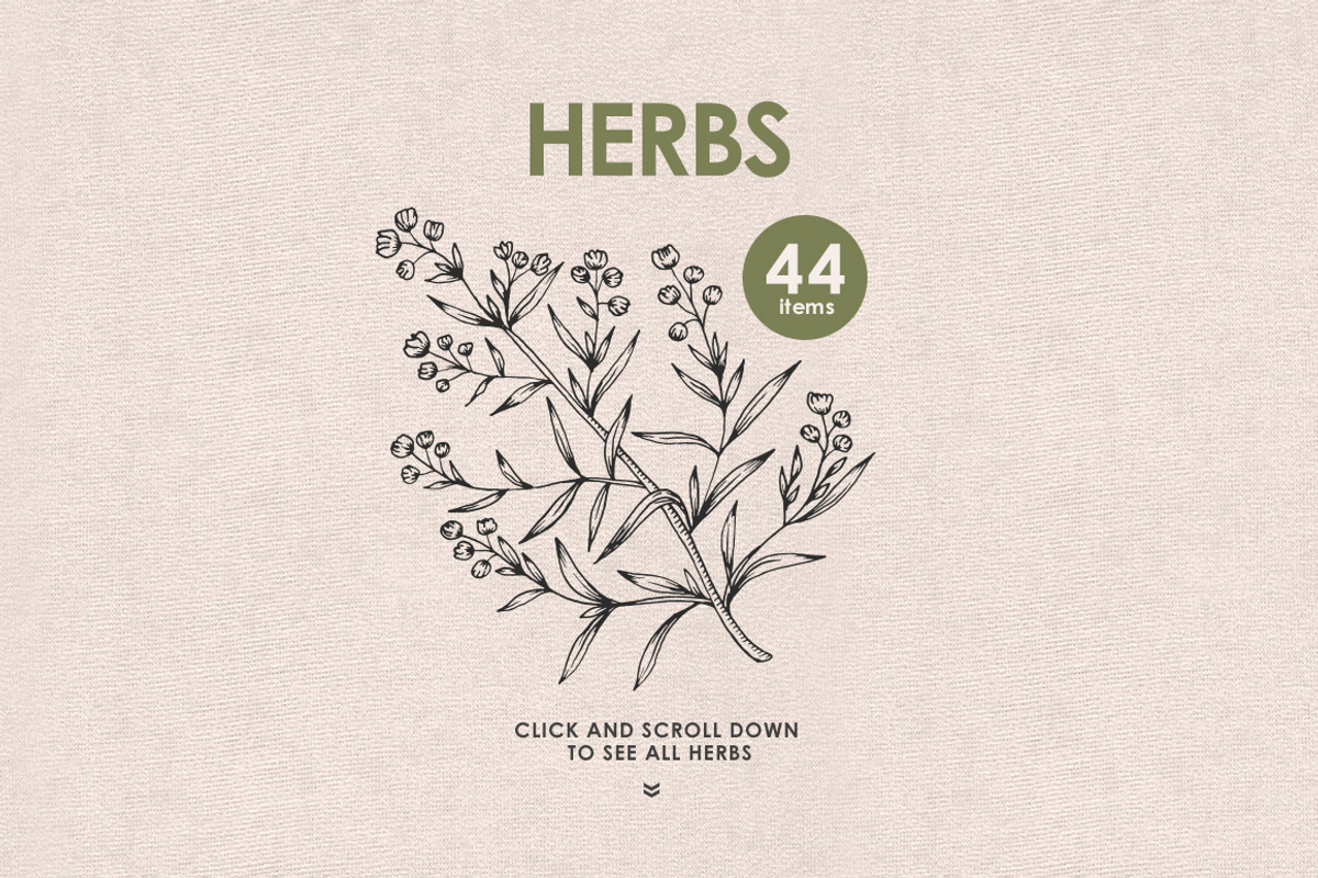 Herbs, Spices, Nuts. Hand drawn set., a Decorative Illustration by Chelovector (Photo 2 of 4)