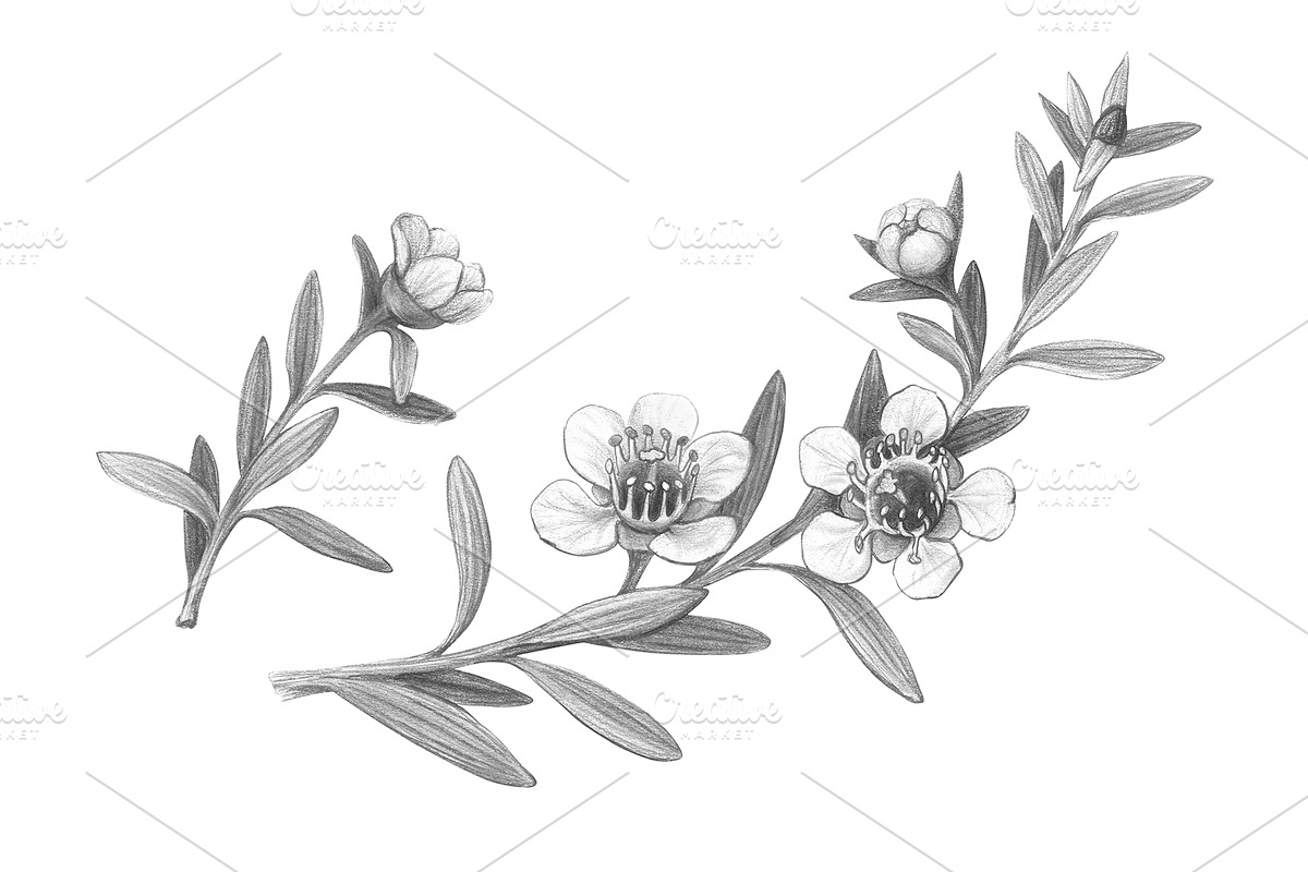 Manuka Pencil Drawing, a Healthcare Illustration by Anna Repp Illustration (Photo 2 of 4)