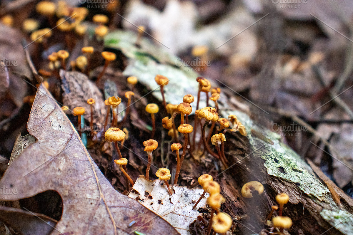 Mushrooms In The Forest Photography, a Nature Photo by Full Circle Design Studio (Photo 30 of 38)