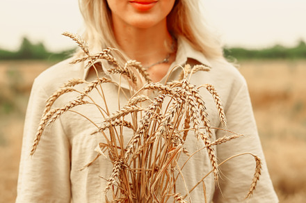 Wheat field. The concept of the global food crisis. Woman holding ears of wheat