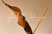 Kalidony - Lovely Font, a Script Font by Arterfak Project (Thumbnail 4 of 14)