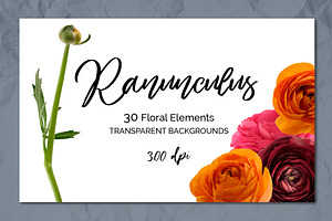 Ranunculus Floral ClipArt Realistic