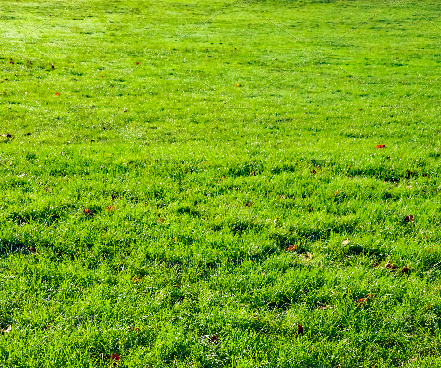 Lush green grass field with scattered autumn leaves creating a n, a Photo by Studio ANNA
