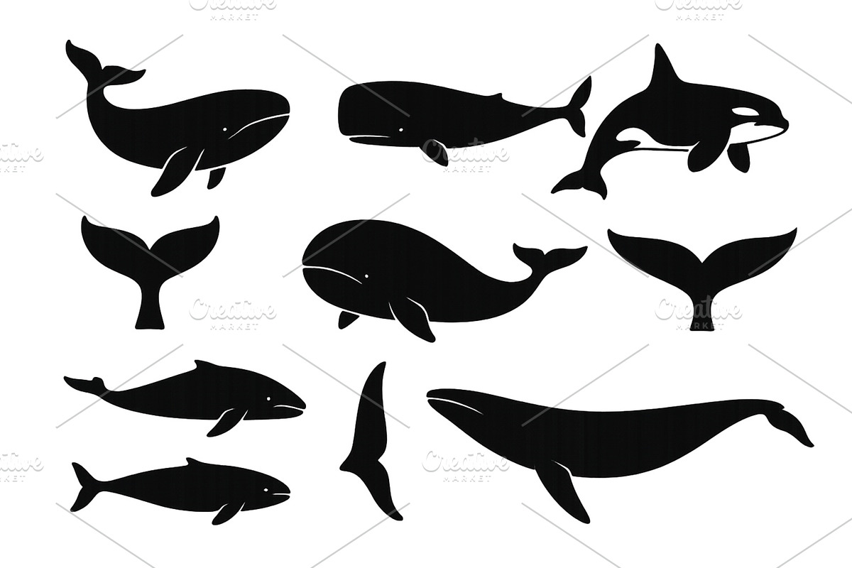 Silhouettes of various whale species, an Animal Illustration by ZinetroN