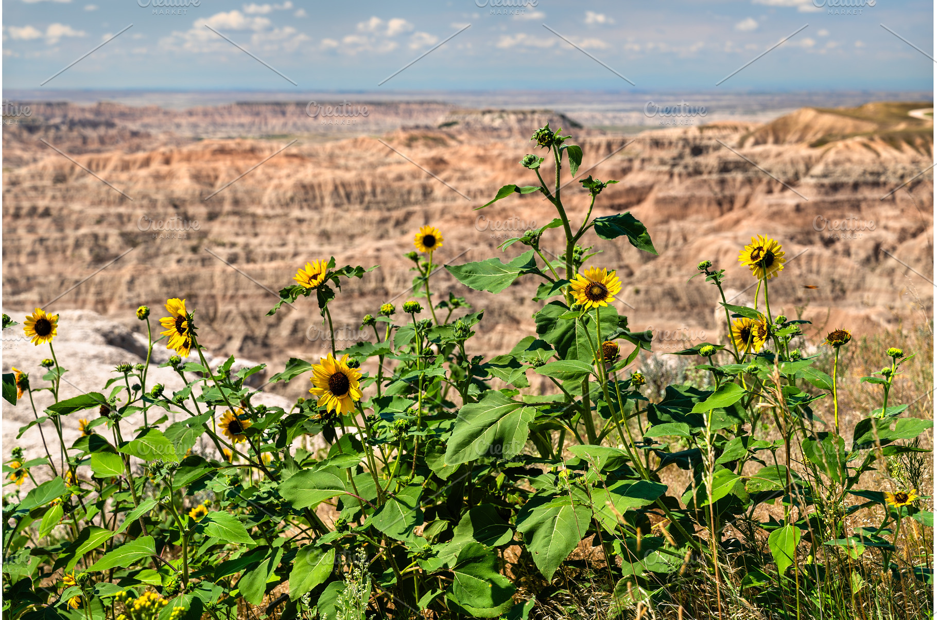 Wild sunflowers at Pinnacles, a Nature Photo by Leonid Andronov