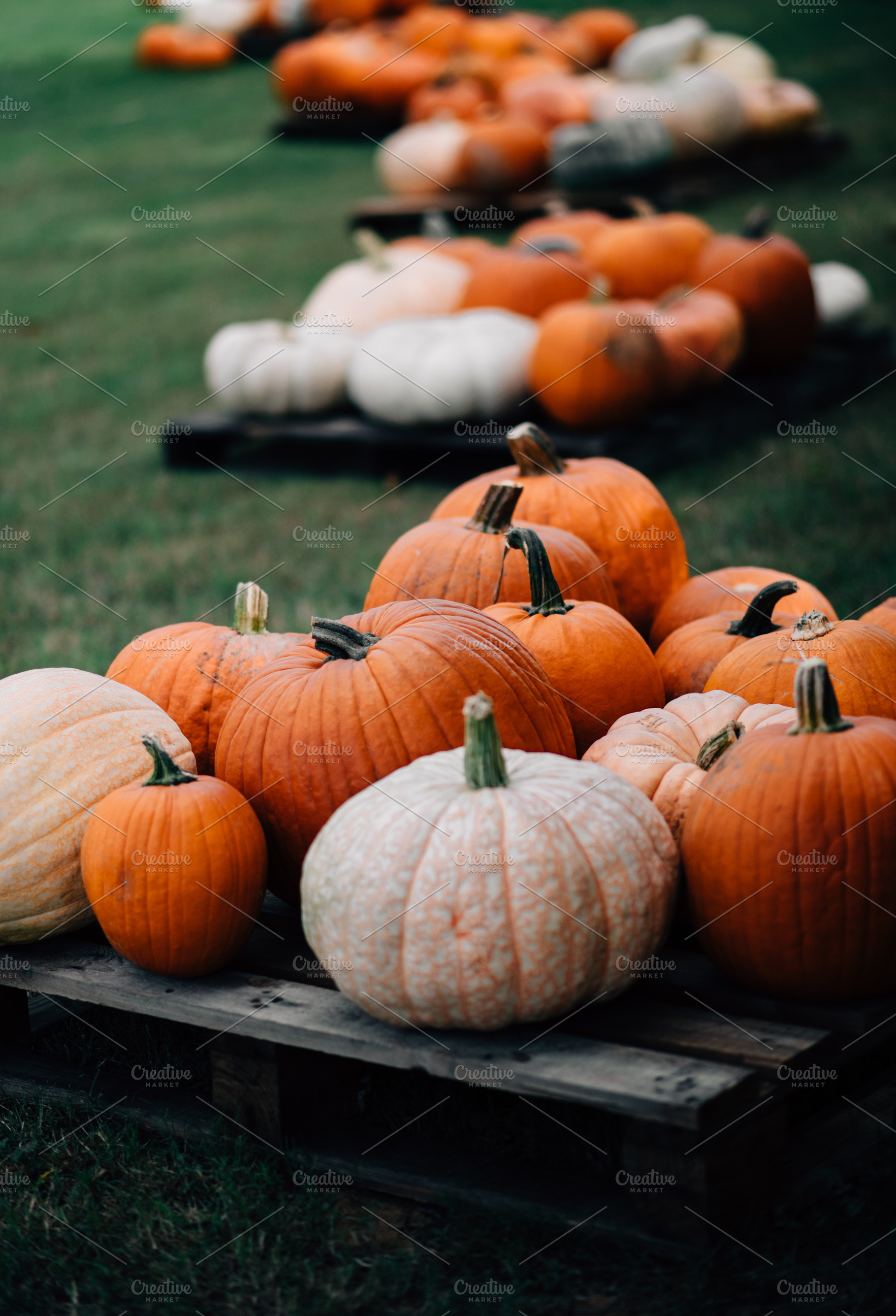 Fall Pumpkin Patch Halloween 1, a Holiday Photo by Nine Photography