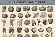 87% OFF Vintage Bundle - Free Update, an Animal Illustration by Brigantine Designs (Thumbnail 9 of 21)