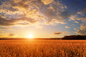 Golden wheat field under sunset sky creates a serene agricultura, a Nature Photo by Eugene_Photo