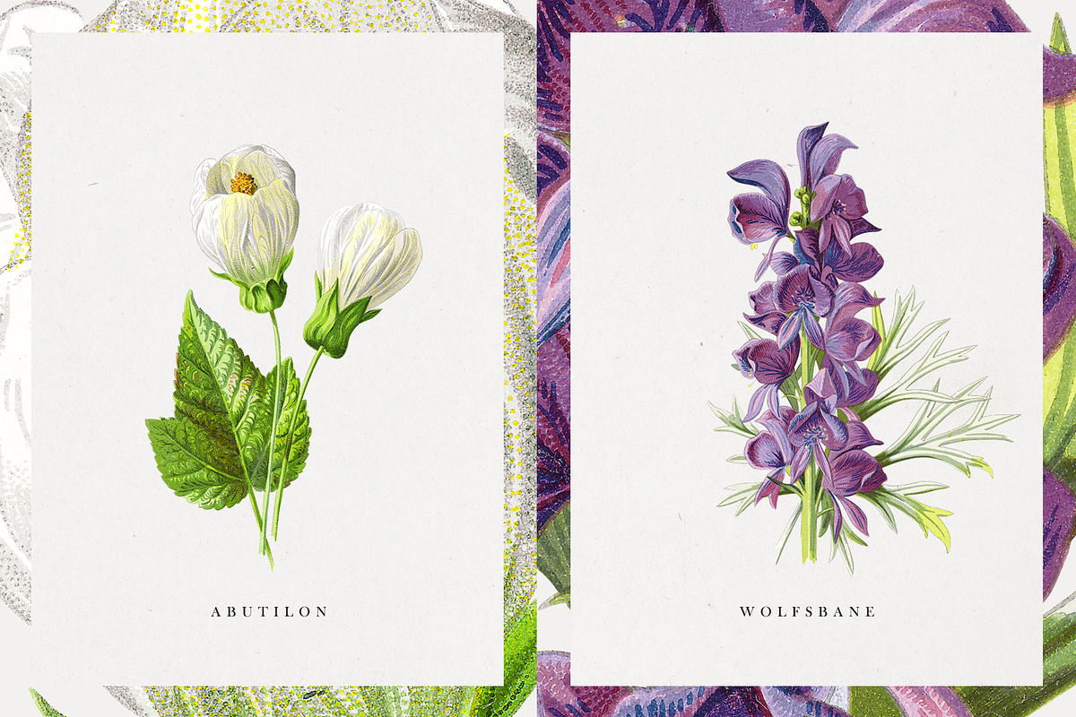 Vintage Flower Illustrations, an Illustration by Greta Ivy (Photo 6 of 8)