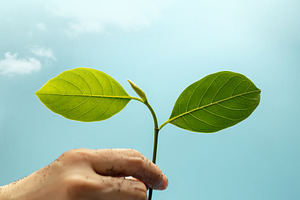 Hand holding green plant against blue sky representing environme, a Photo by salmon.black