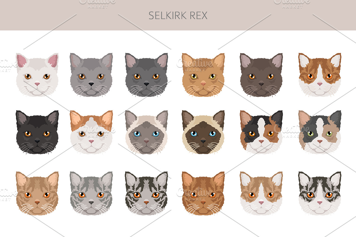 Selkirk Rex Cat, an Animal Illustration by pet design shop (Photo 5 of 6)