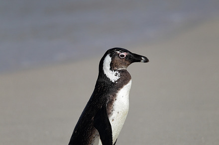 African penguin featuring boulders, beach, and false