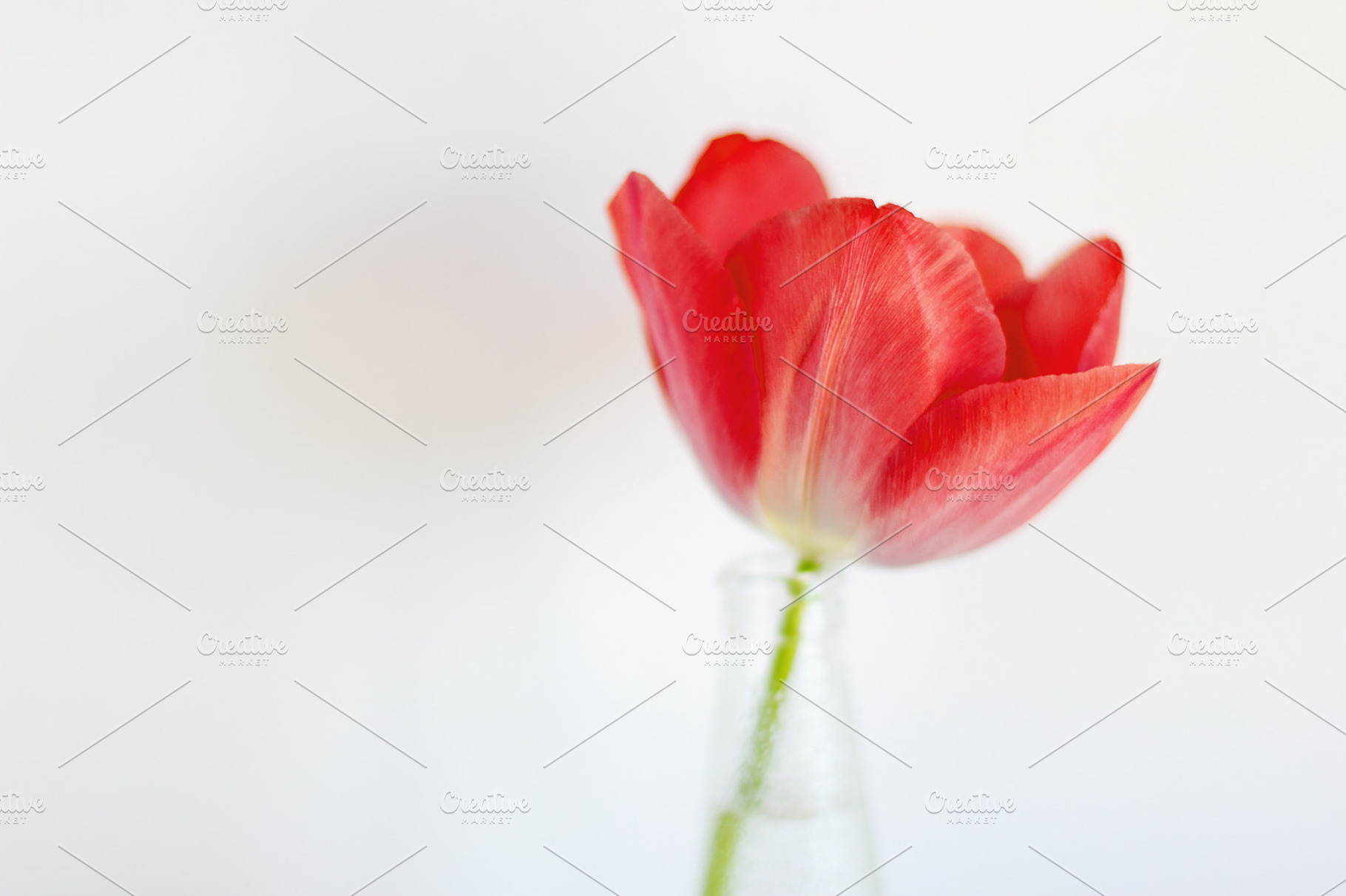 Red tulip still life, a Nature Photo by Maria Dattola Photography