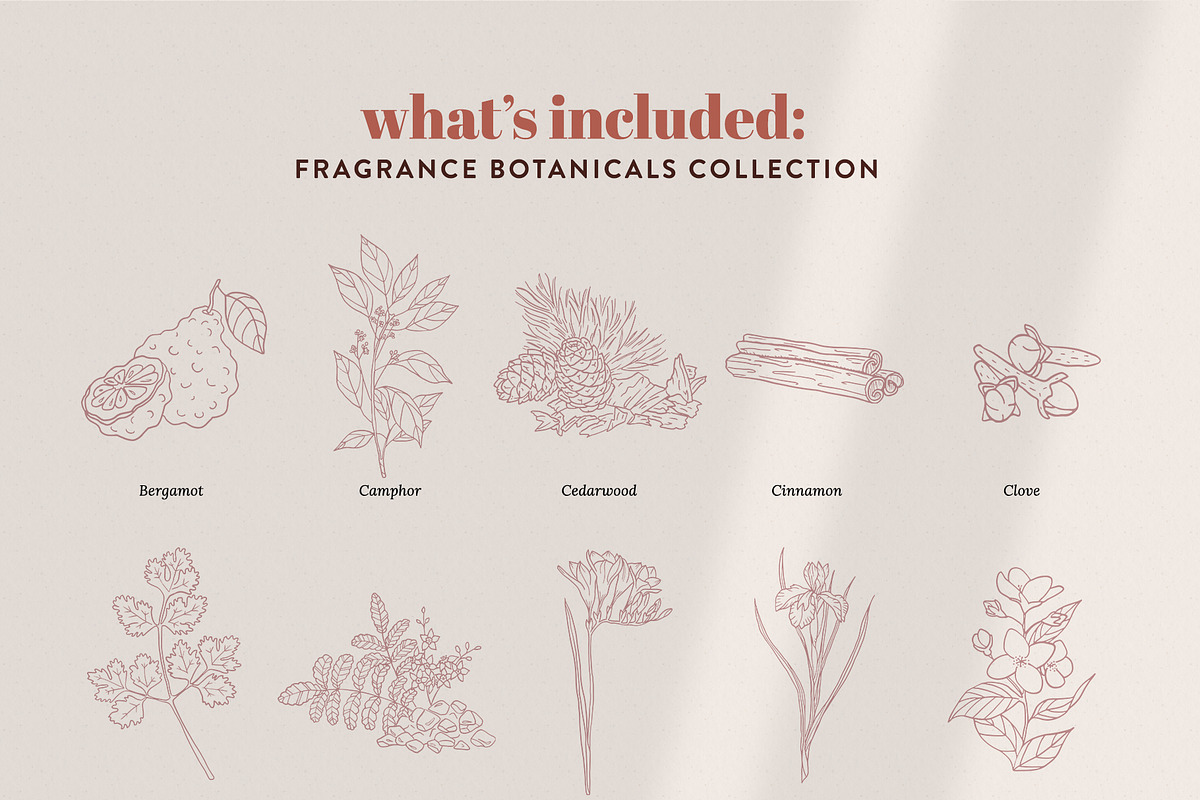 BOTANY BUNDLE - 6in1, a Food Illustration by amber&ink (Photo 7 of 19)
