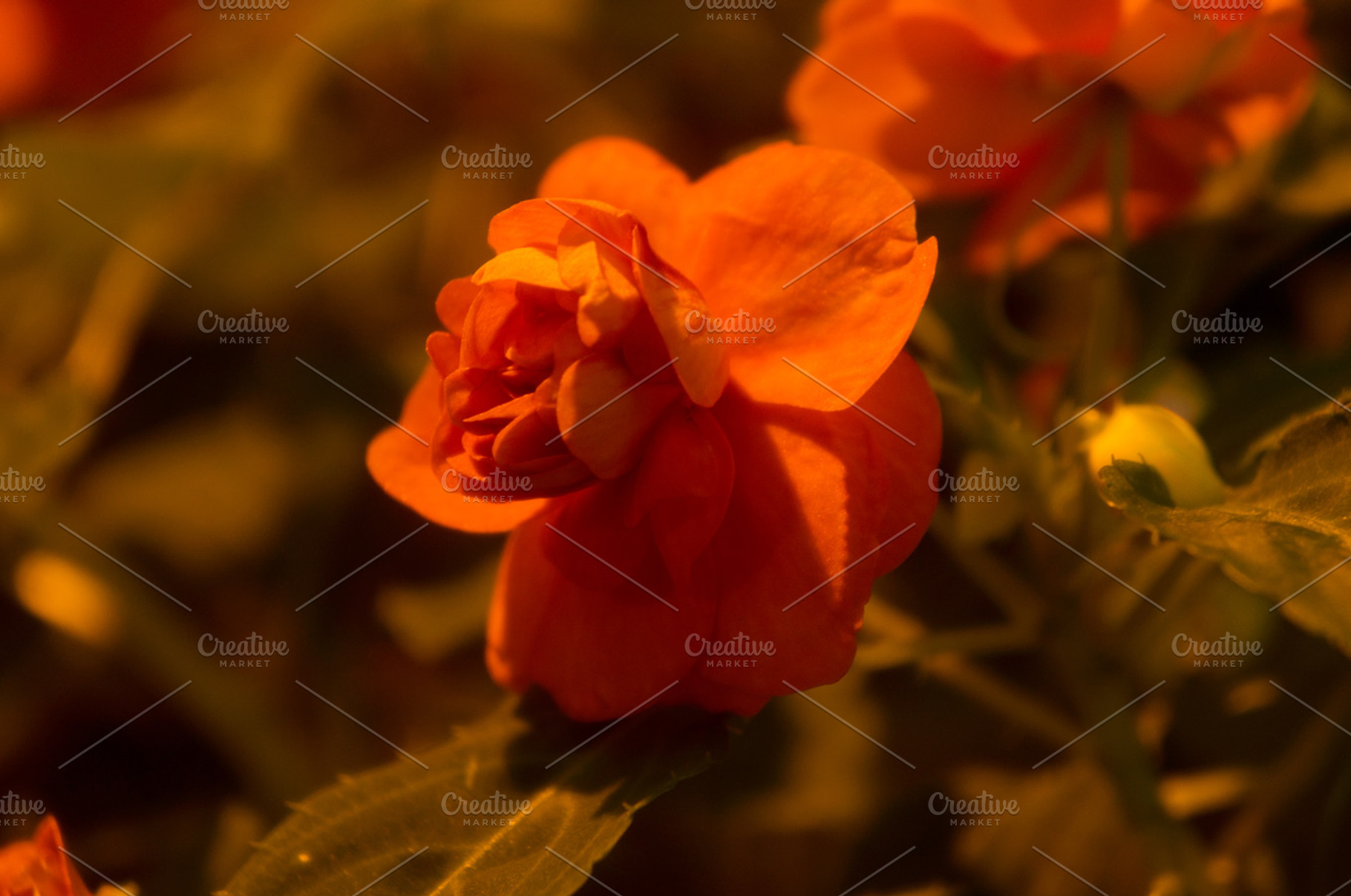 Rose Featuring Red Rose Rose And Flower