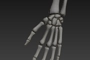 Human skeleton rigged, a Characters & Person 3D Model by konstantin.ermolaev (Thumbnail 19 of 27)