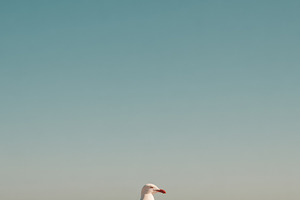 Seagull on a Rooftop, Summer Sky, an Animal Photo by Virgo Studio