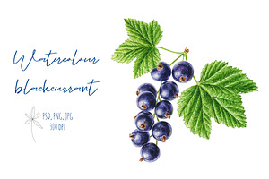 Watercolor Blackcurrant
