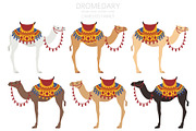 Arabian camel Dromedary clip art, an Animal Illustration by pet design shop (Thumbnail 2 of 5)