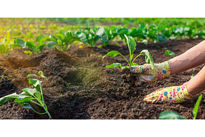 planting cabbage in the garden, a Nature Photo by yanadjana