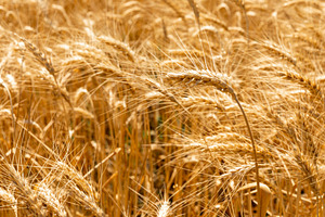 Close-up of a single golden wheat head bending in a sunlit field, a Nature Photo by Ales Munt