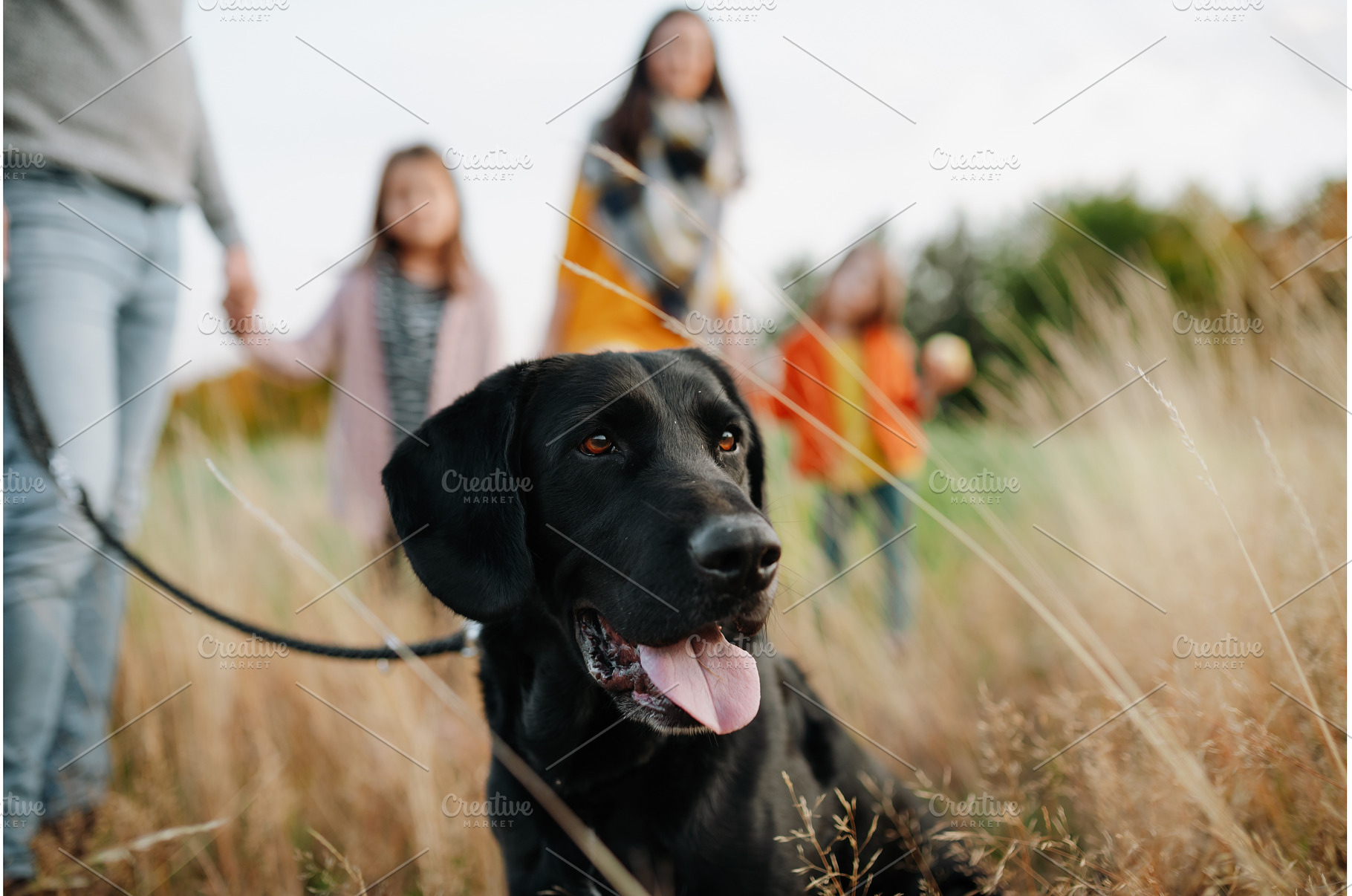 Family on dog walk in nature., a Person Photo by HalfPoint