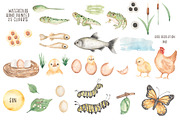 Watercolor Life Cycle Set, an Education Illustration by MayaNavits (Thumbnail 2 of 5)