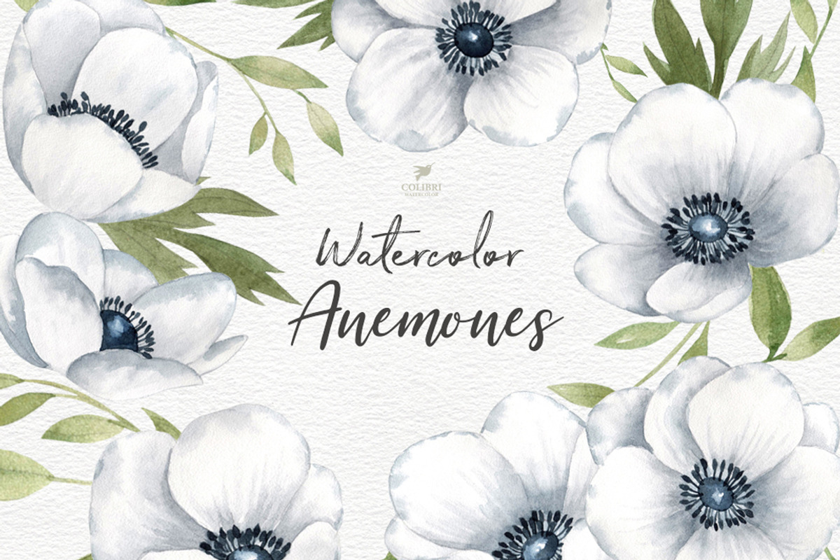 Floral Clipart. Anemones watercolor, an Illustration by Colibri Watercolor (Photo 1 of 3)