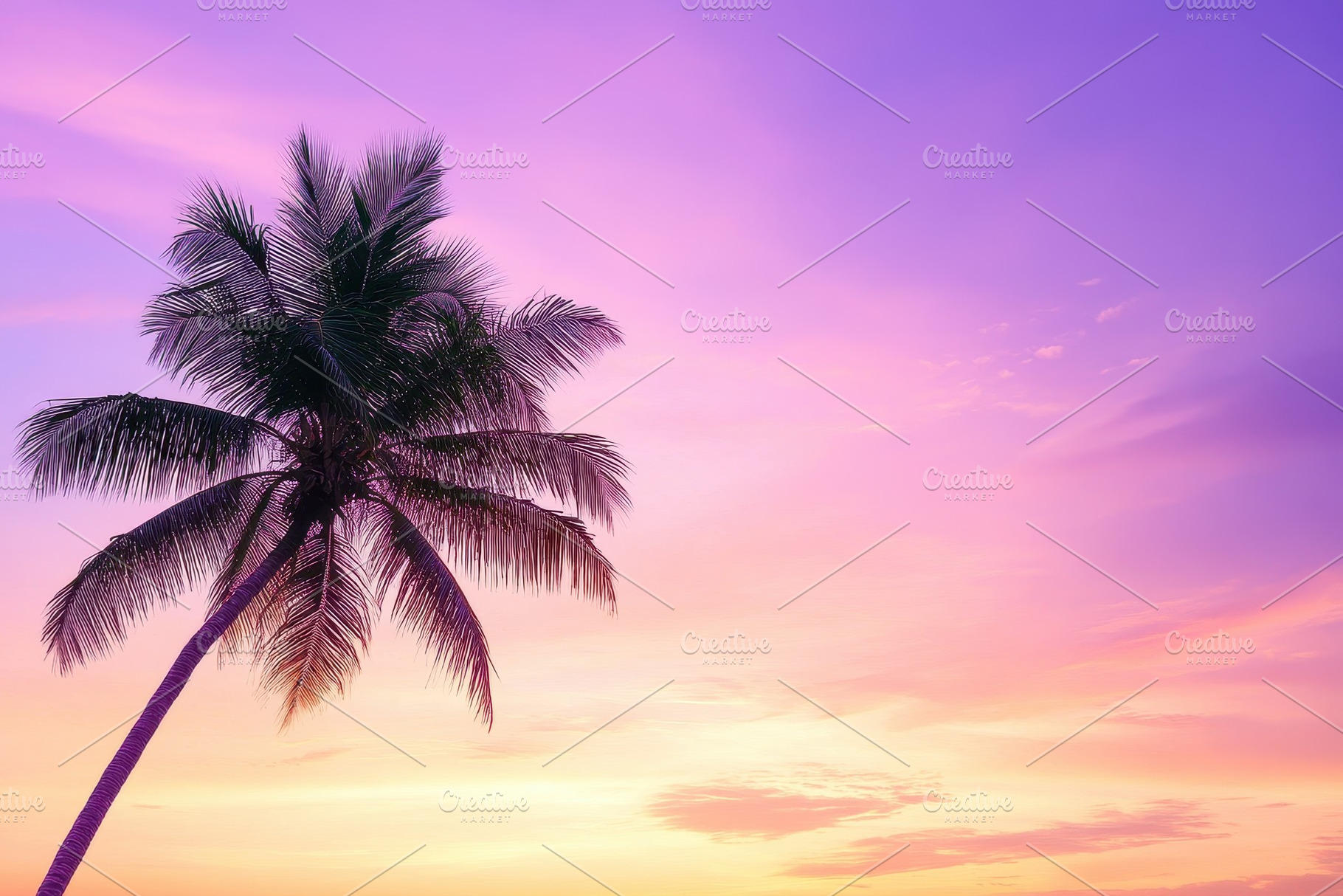 Silhouette of palm tree against vibr, a Photo by Iftikhar Alam