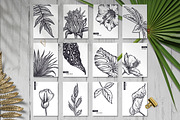 Tropical nature vector set, an Animal Illustration by Molly art (Thumbnail 10 of 15)